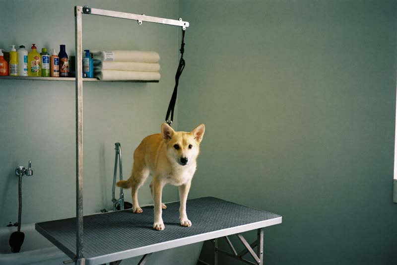 A clean, tidy dog grooming room with table and bathing tub