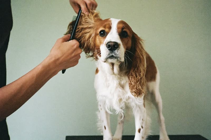 A spaniel being handled and combed on a grooming table