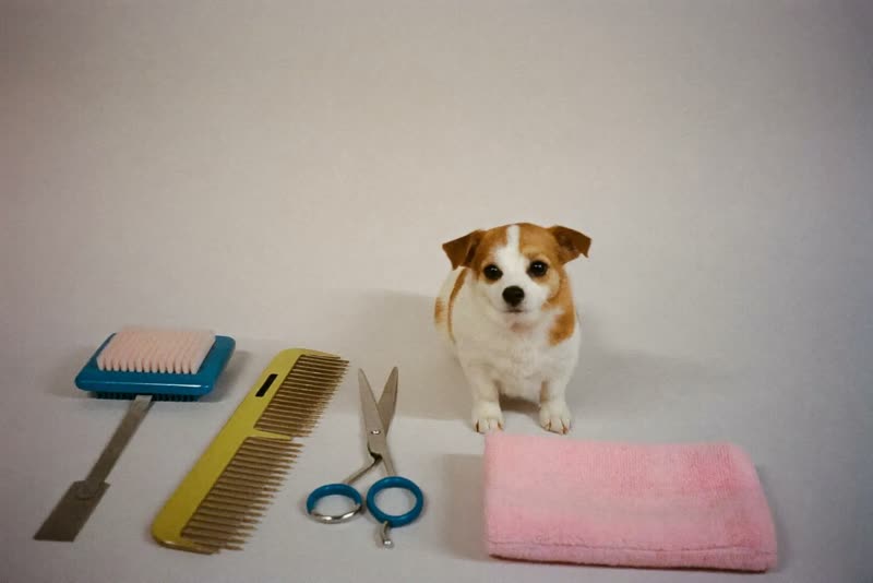 Grooming clippers, brushes, comb and scissors laid out on a worktop