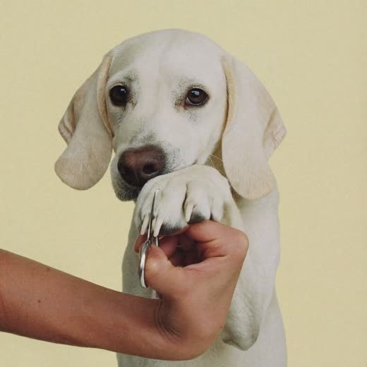 Dog's paw having its nails clipped
