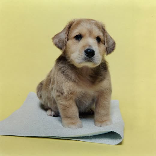 Freshly groomed puppy sitting on a towel
